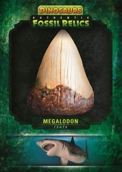 2015-Upper-Deck-Dinosaurs-Fossil-Relics-Authentic-Megalodon-Tooth