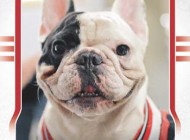 Upper Deck Celebrates the Adorable Chicago Native, Manny the Frenchie, with a Trading Card Set and Meet & Greet at the National Sports Collectors Convention!