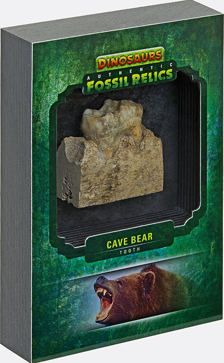 2015-Upper-Deck-Dinosaurs-Cave-Bear-Tooth-Side