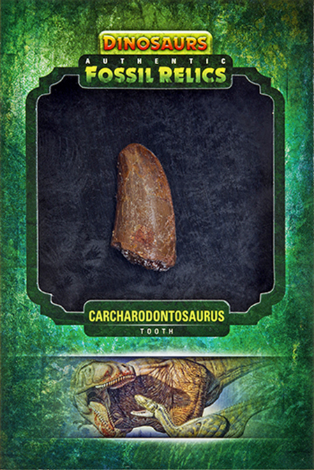 2015-Upper-Deck-Dinosaurs-Fossil-Relic-Cards-Carcharodontosaurus-Tooth