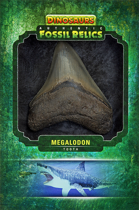 2015-Upper-Deck-Dinosaurs-Fossil-Relic-Cards-Magalodon-Tooth