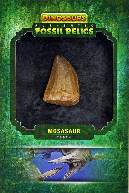 2015-Upper-Deck-Dinosaurs-Fossil-Relic-Cards-Mosasaur-tooth