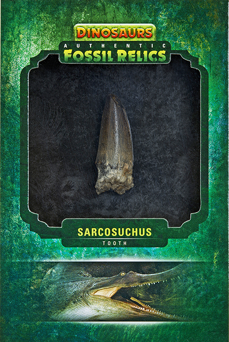2015-Upper-Deck-Dinosaurs-Fossil-Relic-Cards-Scrocsuchus-Tooth