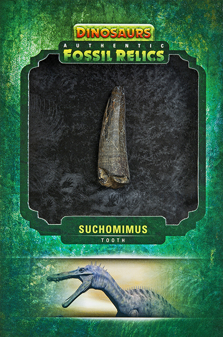 2015-Upper-Deck-Dinosaurs-Fossil-Relic-Cards-Suchomimus-Tooth