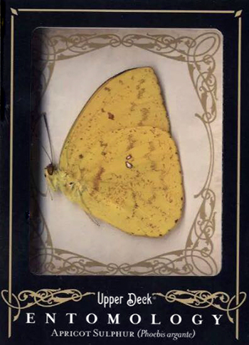 Goodwin-Champions-Entomology-apricot-sulphur-trading-card-gift-upper-deck-christmas-1